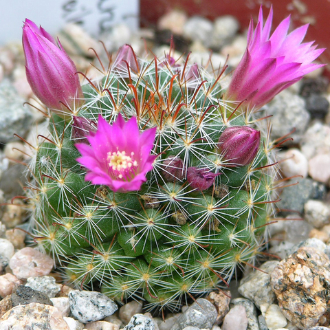 Mammillaria scheidweileriana