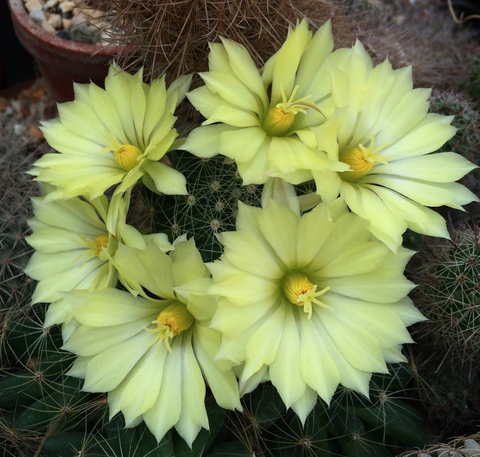 Mammillaria sphaerica