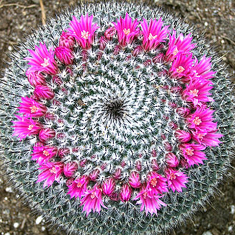 Mammillaria supertexta