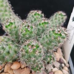 Mammillaria tonalaensis