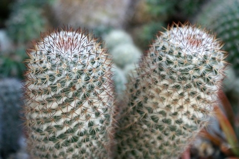 Mammillaria columbiana yucatanensis (10 piezas)