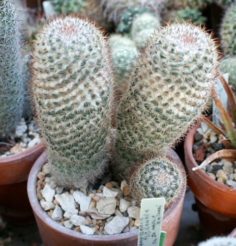 Mammillaria columbiana yucatanensis