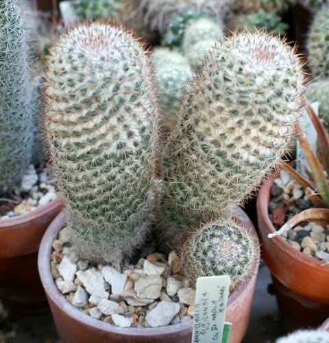 Mammillaria columbiana yucatanensis (10 piezas)