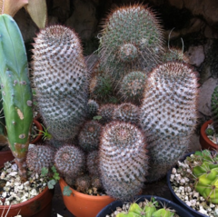 Mammillaria columbiana yucatanensis - Suculentas Dzityá