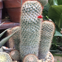 Mammillaria columbiana yucatanensis