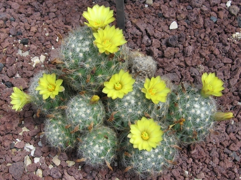 Mammillaria baumii