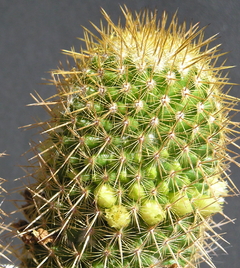 Mammillaria eriacantha en internet