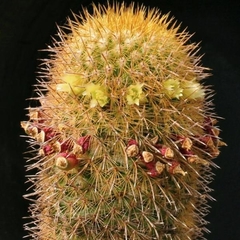 Surtido de Cactus - Suculentas Dzityá