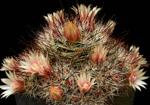 Mammillaria marcosii