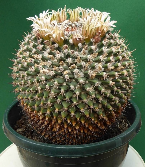 Mammillaria meiacantha