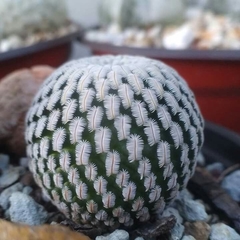 Mammillaria pectinifera - comprar en línea