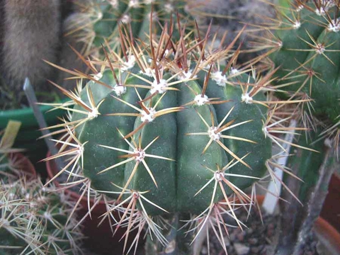 Semillas Melocactus depressus