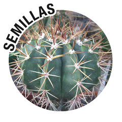 Semillas Melocactus depressus