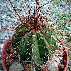 Semillas Melocactus ernestii-longicarpus - comprar en línea