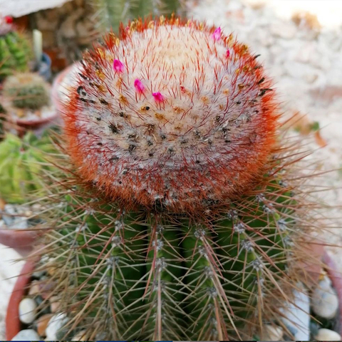 Melocactus intortus