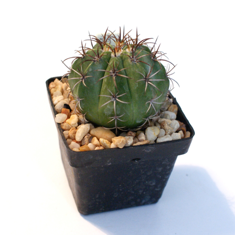 Semillas Melocactus matanzanus