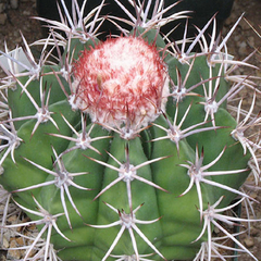 Melocactus neryi - comprar en línea