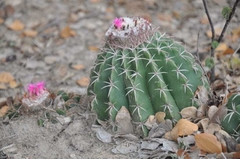 Melocactus curvispinus (Pto. La Cruz, Venezuela) en internet