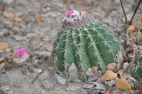 Melocactus curvispinus (Pto. La Cruz, Venezuela)