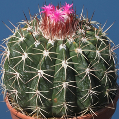 Melocactus curvispinus (Pto. La Cruz, Venezuela)