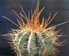 Melocactus ernestii-longicarpus - comprar en línea