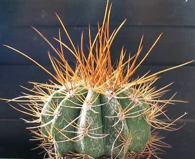 Melocactus ernestii-longicarpus