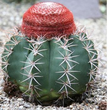 Melocactus neryi - comprar en línea