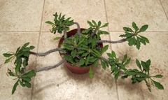 Euphorbia milii x decaryi - comprar en línea