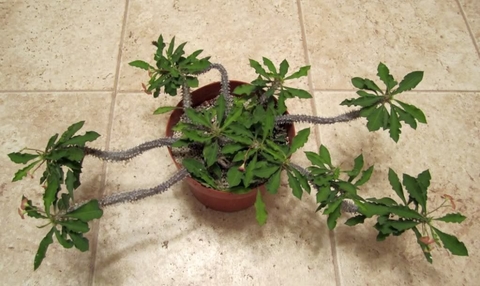 Euphorbia milii x decaryi