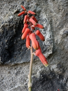 Aloe millotii en internet