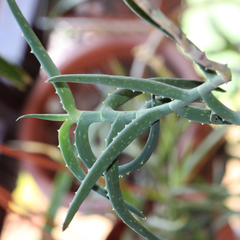 Aloe millotii