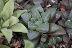 Haworthia mirabilis mirabilis en internet