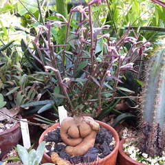 Monadenium montanum ver. rubellum