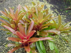 Neoregelia 'Fireball' - comprar en línea