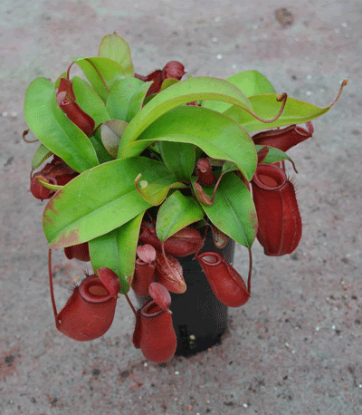 Nepenthes 'Bloody Mary' (Grande)