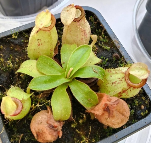 Nepenthes x hookeriana
