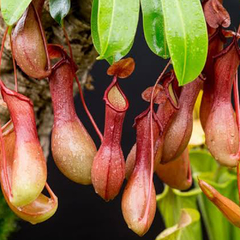 Nepenthes x ventrata