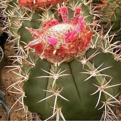 Melocactus neryi - tienda en línea