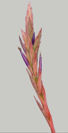 Tillandsia nizandensis (10 piezas) en internet