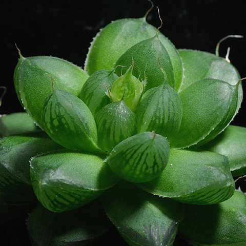 Haworthia cymbiformis obesa