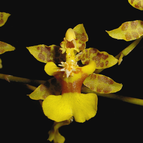 Oncidium baueri