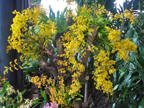 Oncidium baueri