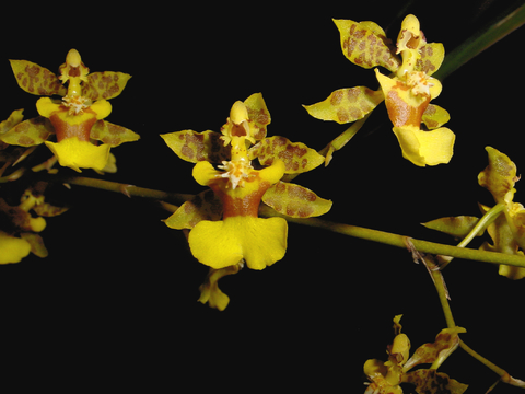 Oncidium baueri