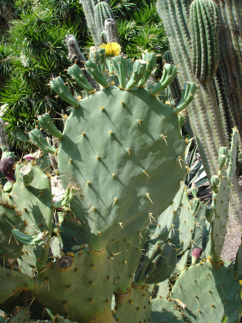 Opuntia undulata