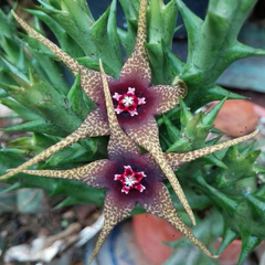 Orbea caudata subsp. rhodesia