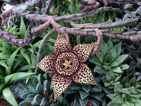 Orbea variegata