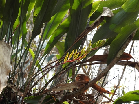 Pitcairnia chiapensis