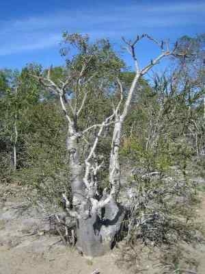 Pachypodium meridionale