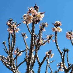 Pachypodium meridionale