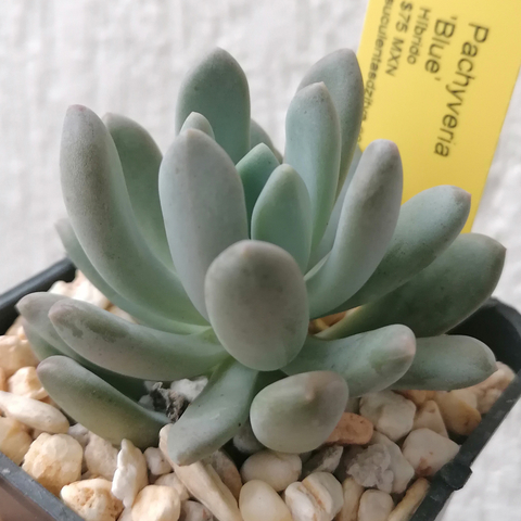 Pachyveria 'Blue'